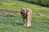 BOERBULL 045